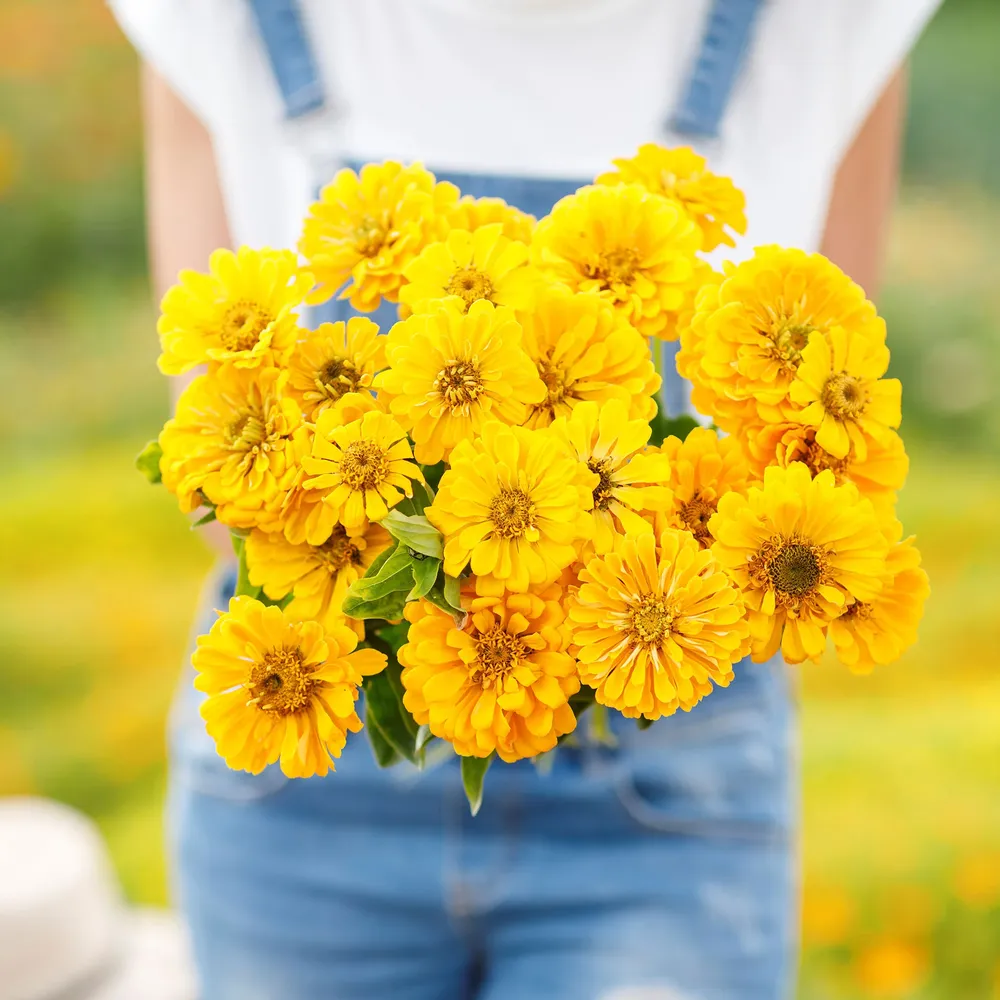 VEGSOW Canary Bird Zinnia Seeds - Tall Annual Yellow Flower Seeds