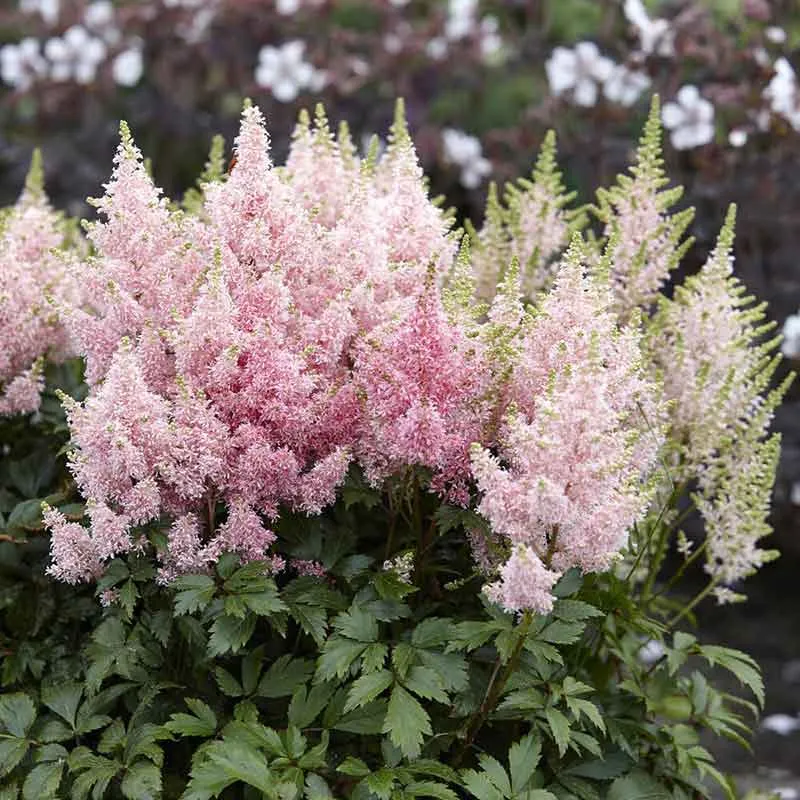 VEGSOW Astilbe Roots - Younique Salmon Perennial Bare Root