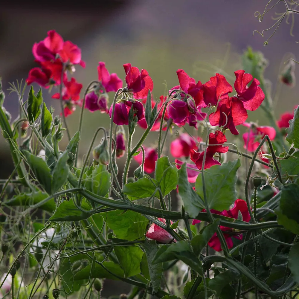 VEGSOW Everlasting Pea Seeds - Red Perennial Climbing Flower Seeds