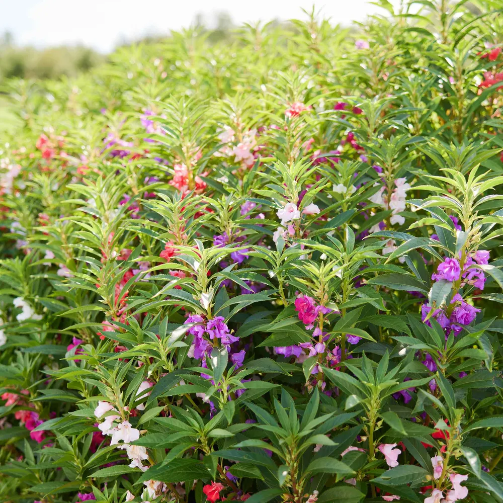 VEGSOW Impatiens Seeds - Camelia Flowered Mixed Variety