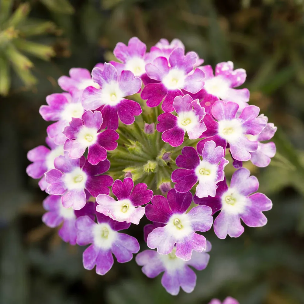 Obsession Cascade Violet Twister Verbena Seeds - Trailing Garden Flower Seeds