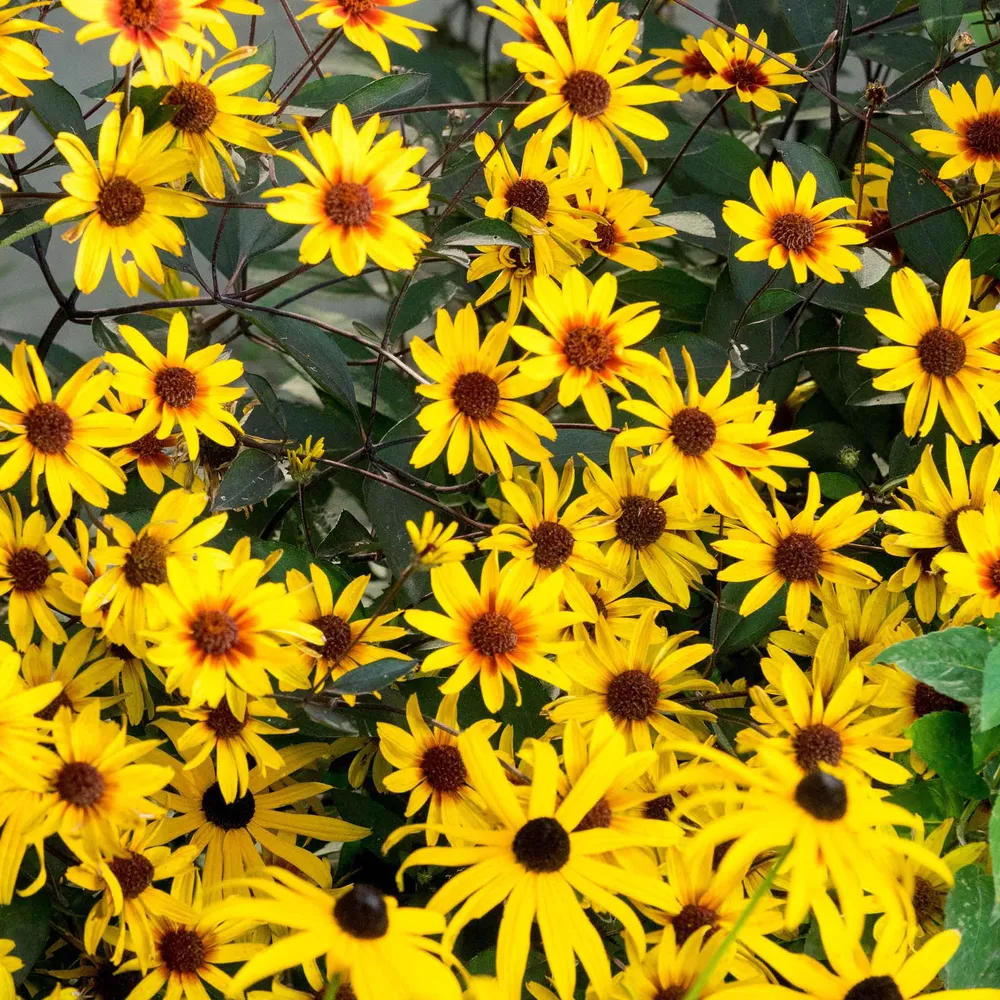 VEGSOW Heliopsis Roots - Burning Hearts Perennial Flower Seeds