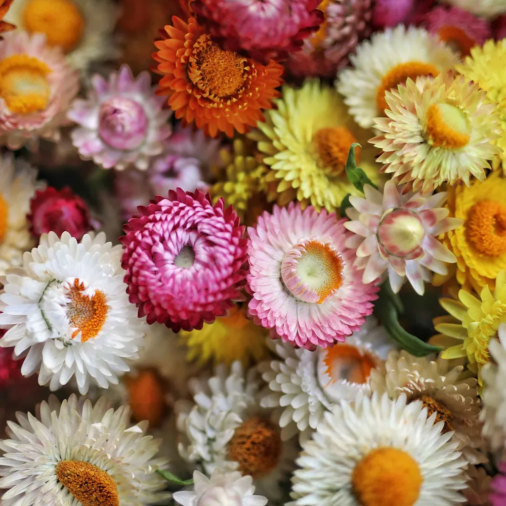 VEGSOW Strawflower Seeds (Dwarf) - Tom Thumb Mix