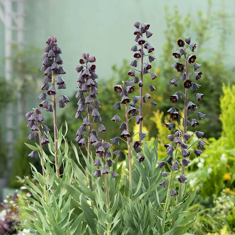VEGSOW Fritillaria Persica Bulbs - Exotic Deep Purple Spring Perennial