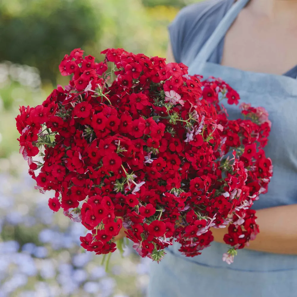 VEGSOW Annual Phlox Seeds - Red