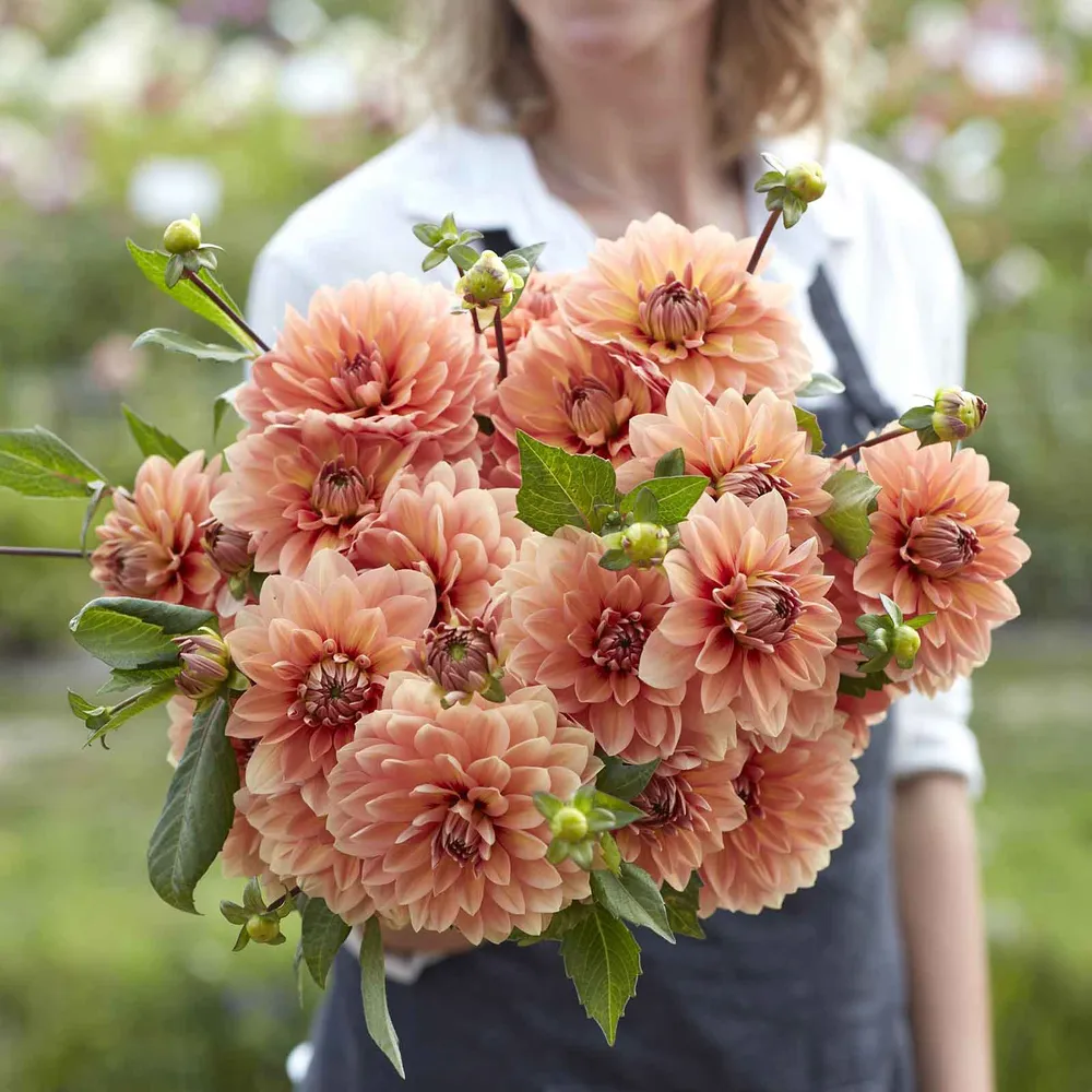 VEGSOW Nicholas Waterlily Dahlia Tubers - Hardy Perennial Flower Bulbs