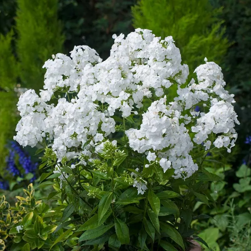 VEGSOW Phlox Roots - David Variety