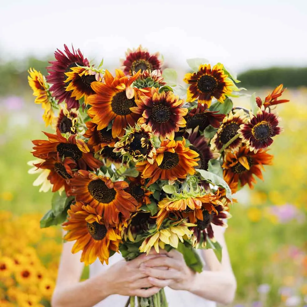 VEGSOW Sunflower Seeds - Autumn Beauty Heirloom Multi-Color Variety