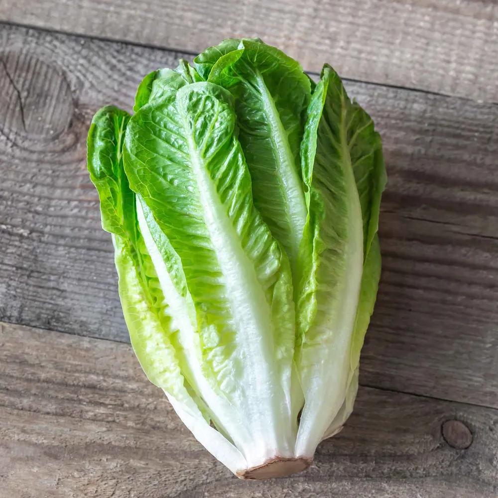 VEGSOW Paris White Cos Lettuce Seeds - Heirloom Romaine Vegetable Seeds