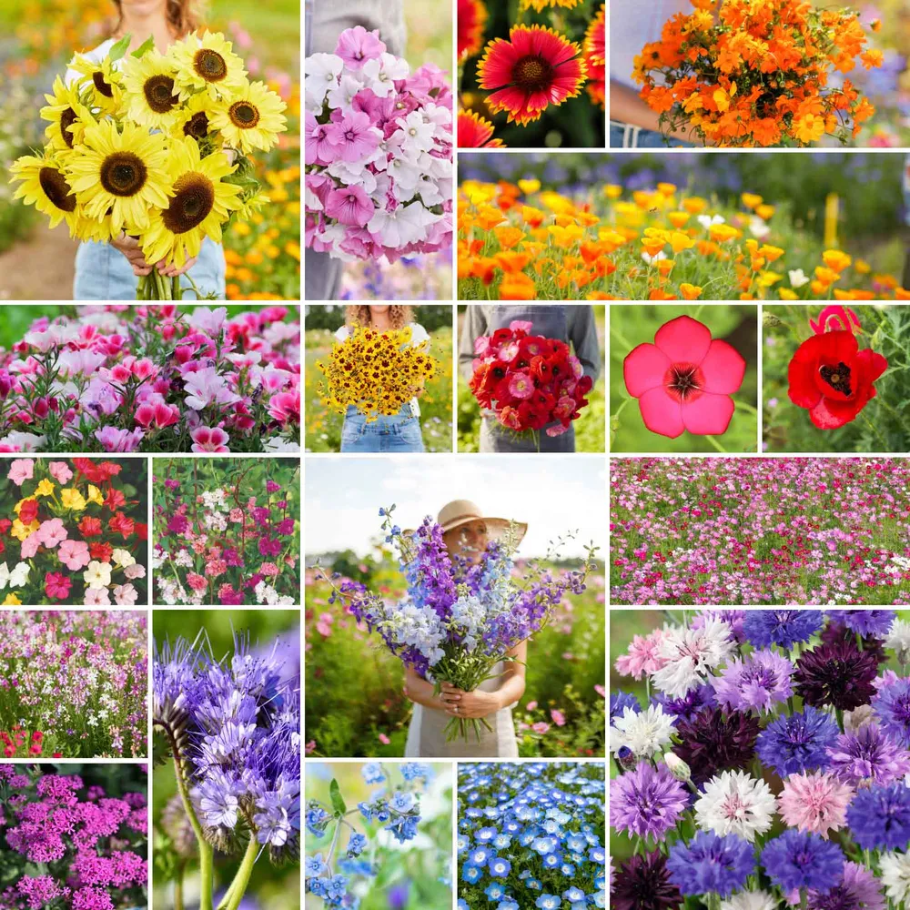 VEGSOW Annual Wildflower Seed Mix - Diverse Floral Blend for Pollinator Habitats