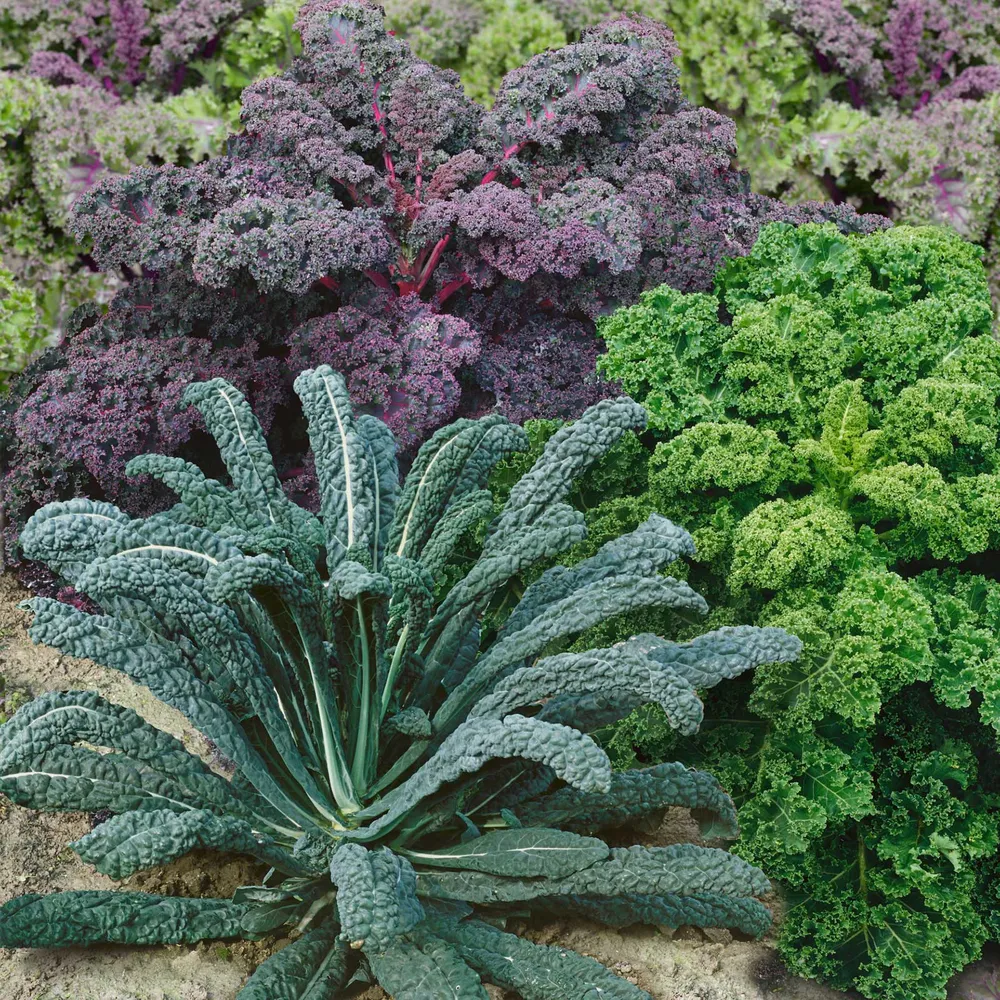VEGSOW Kale Seeds - Garden Blend