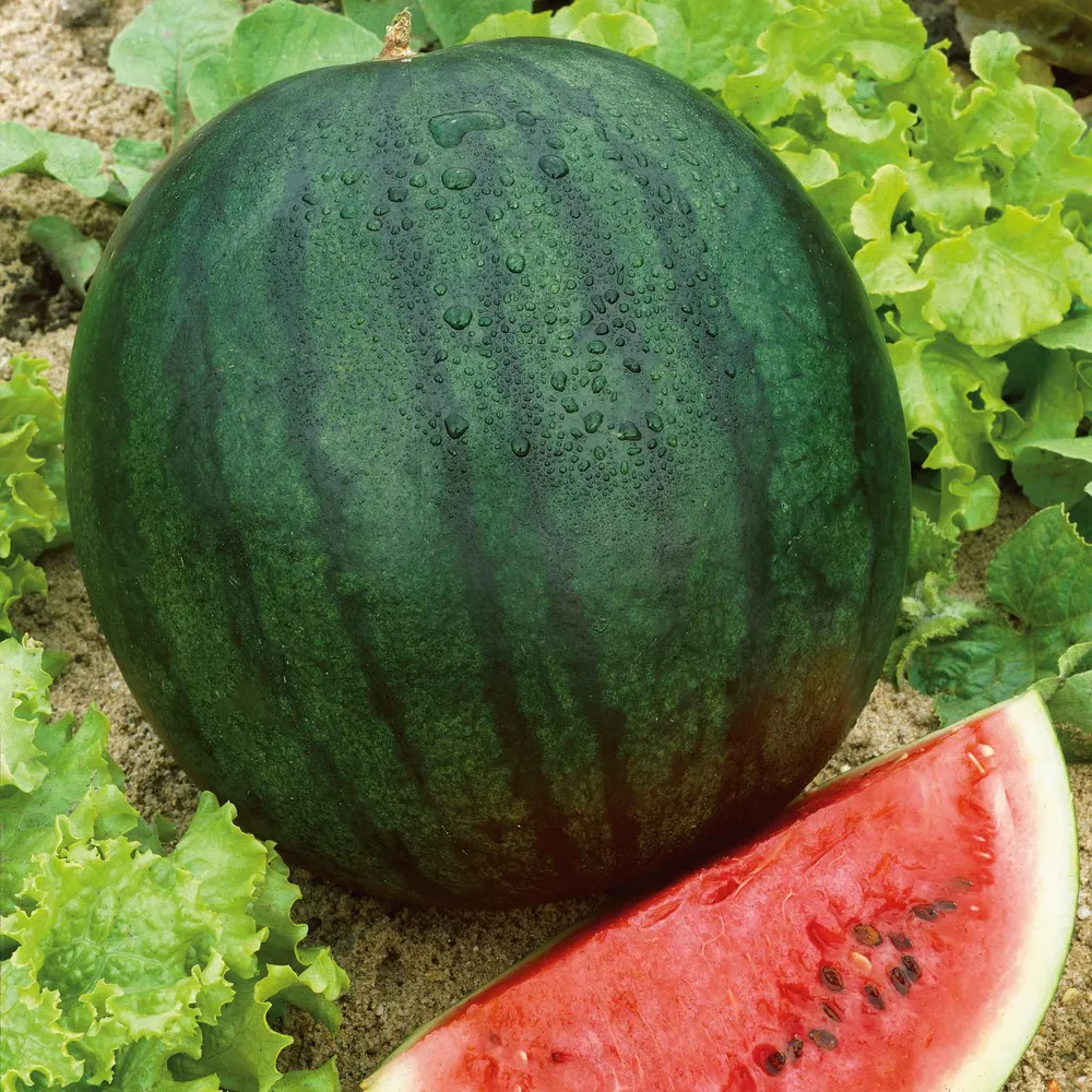 VEGSOW Florida Giant Watermelon Seeds - Heirloom Vegetable Variety