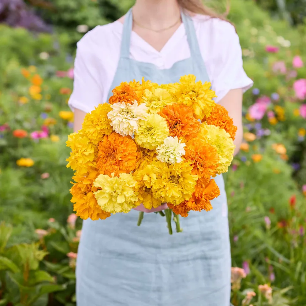 VEGSOW African Marigold Seeds - Crackerjack Mix, Large Double Blooms
