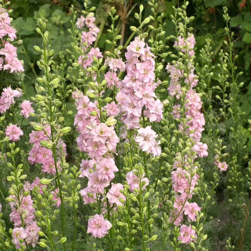 VEGSOW Larkspur Seeds - QIS Light Pink - Annual Cut Flower Seeds