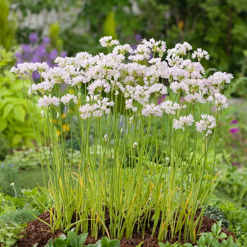 VEGSOW Allium Bulbs (Small) - Roseum
