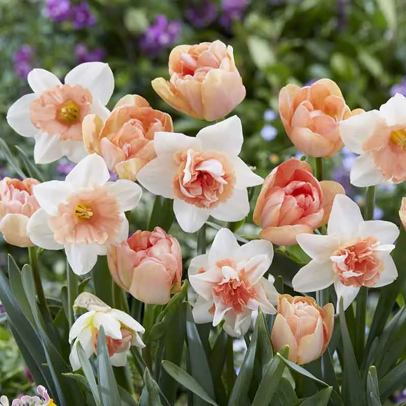 VEGSOW Tulip & Daffodil Bulbs - Popping Up Peach Mix
