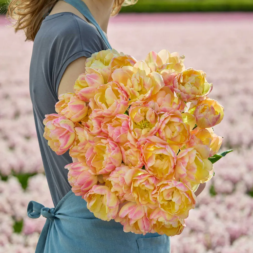 Crème Upstar Tulip Bulbs - Double Late Peony-Flowered Variety