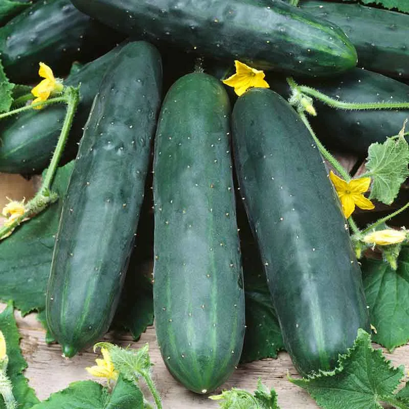 VEGSOW Marketmore 76 Cucumber Seeds - Heirloom Variety for Productive Gardening
