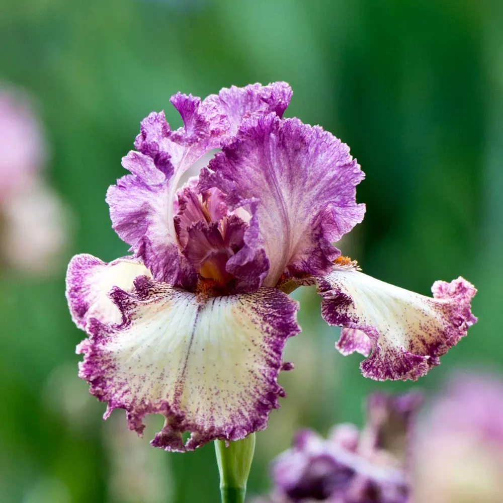 VEGSOW Rock Star Bearded Iris Bulbs - Perennial Garden Rhizomes