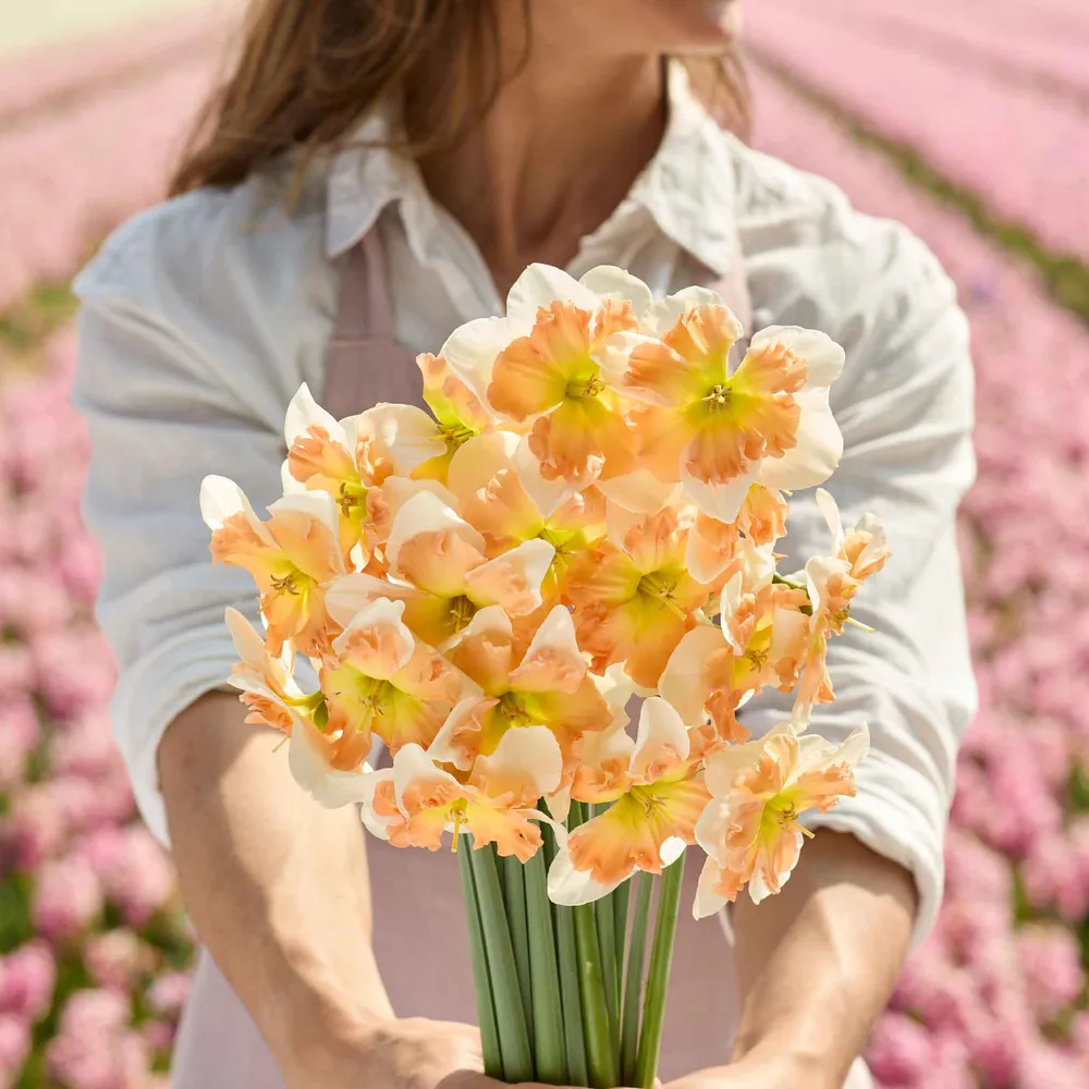VEGSOW Drama Queen Daffodil Bulbs - Spring Flowering Narcissus