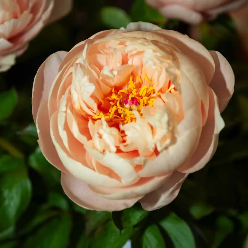 VEGSOW Peony Roots - Pastelegance Bare Root Perennial