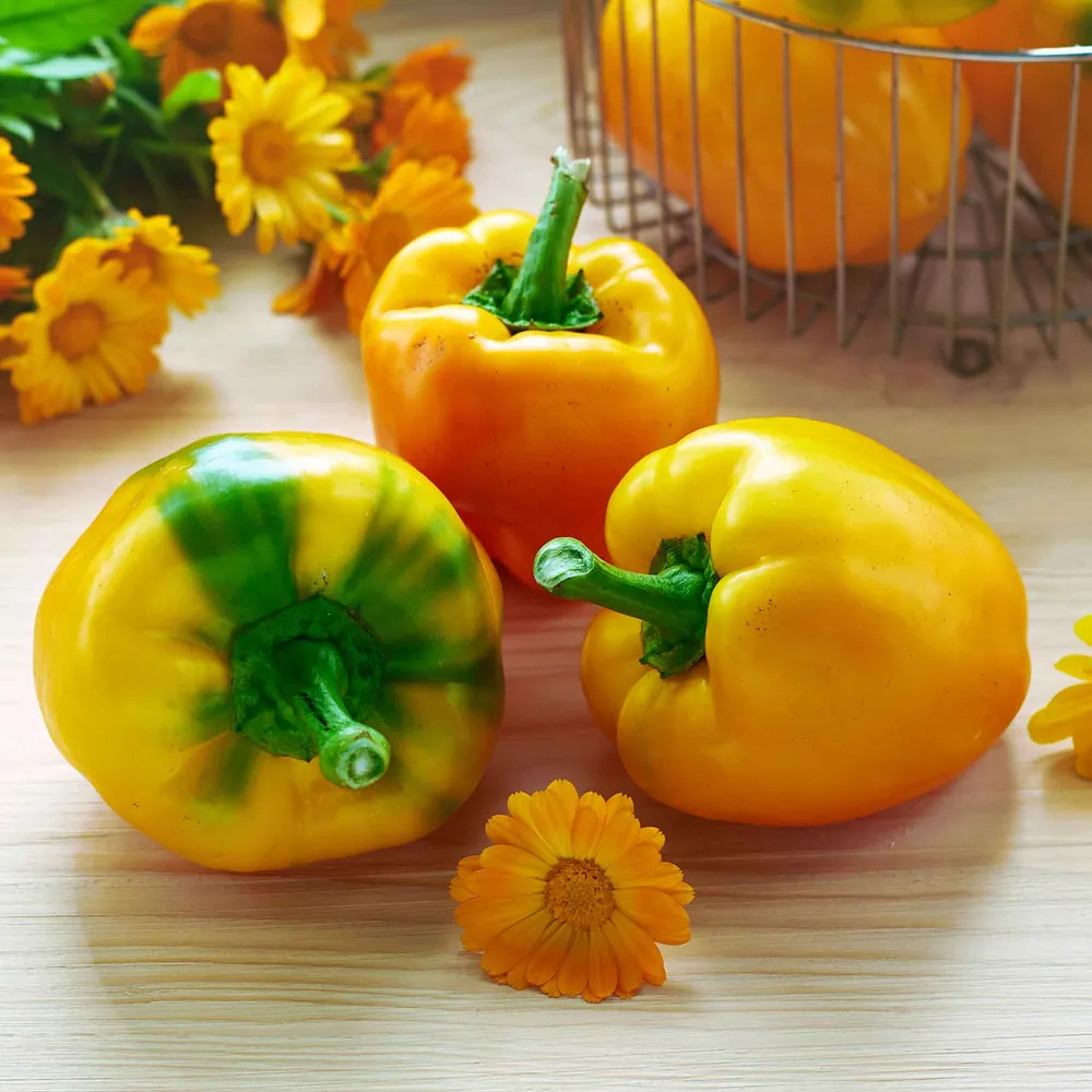 VEGSOW Canary Bell Pepper Seeds - Heirloom Vegetable Seeds for Home Gardening