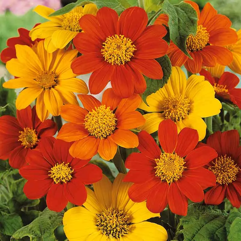 VEGSOW Mexican Sunflower Seeds - Vibrant Annual Flower Mix for Garden Pollinators