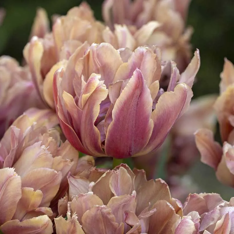 VEGSOW Callahan Tulip Bulbs - Spring Flowering Perennial Flower Bulbs