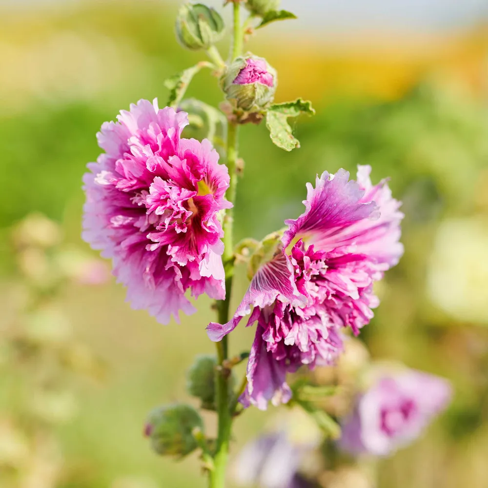 VEGSOW Hollyhock Seeds (Dwarf) - Queeny Purple