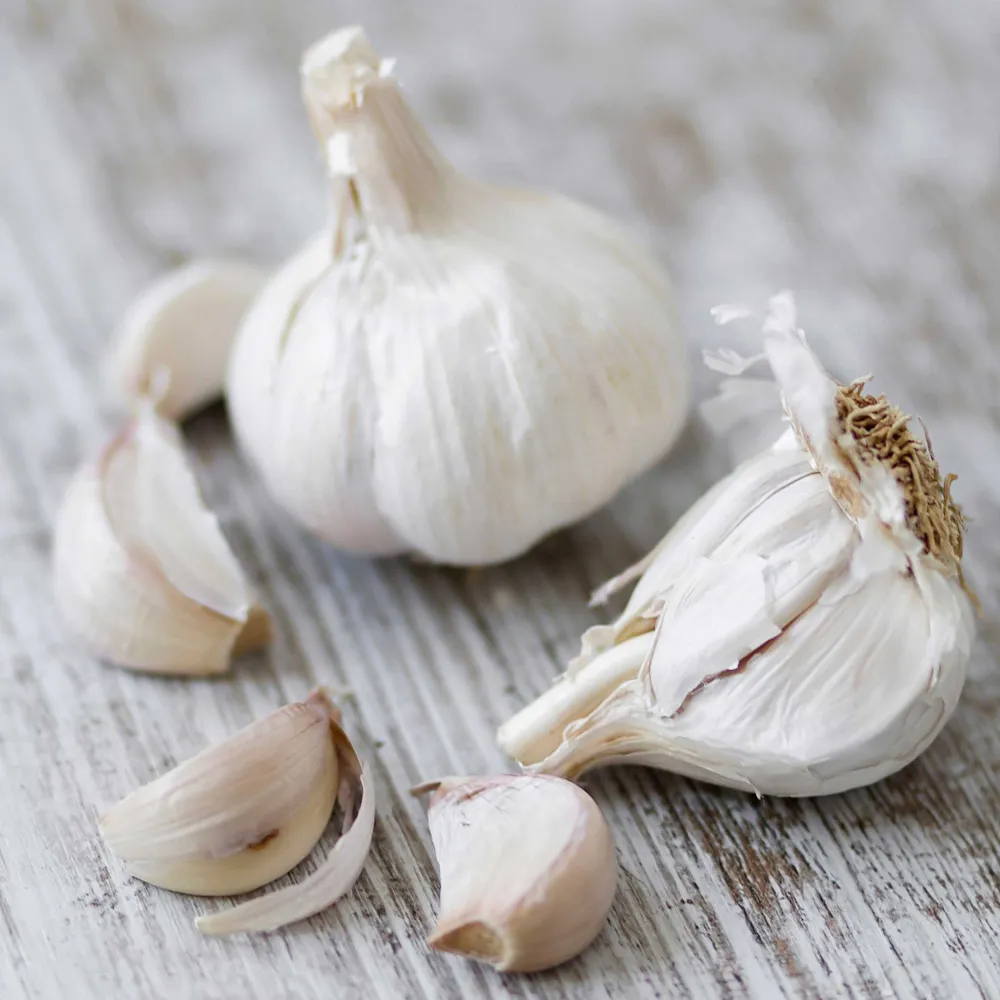 VEGSOW California Early Softneck Garlic Bulbs for Planting