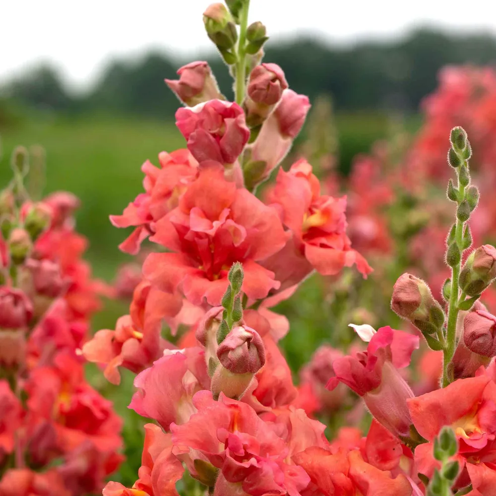 VEGSOW Snapdragon Seeds - Madame Butterfly Bronze Cherry