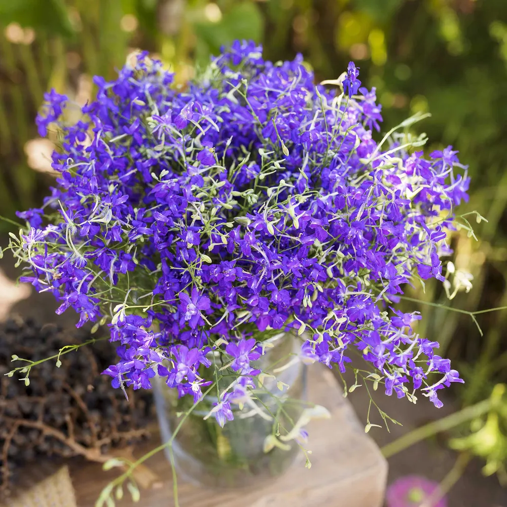 VEGSOW Larkspur Seeds - Blue Cloud Annual Flower Seeds