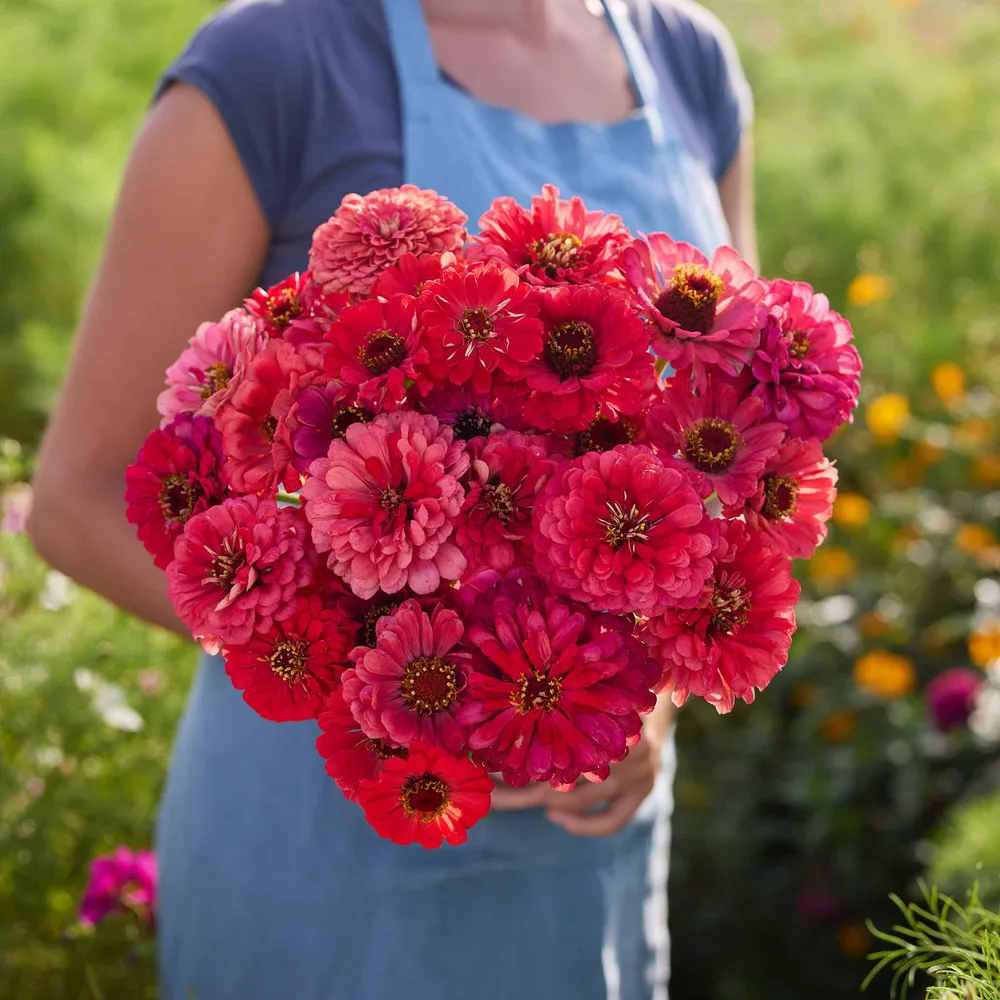 VEGSOW Salmon Queen Zinnia Seeds - Tall Heirloom Annual Flower Seeds
