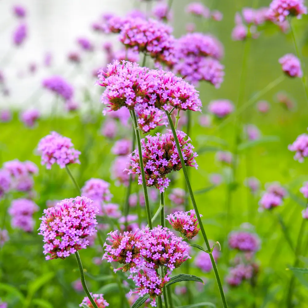 VEGSOW Purpletop Verbena Seeds (Verbena Bonariensis)