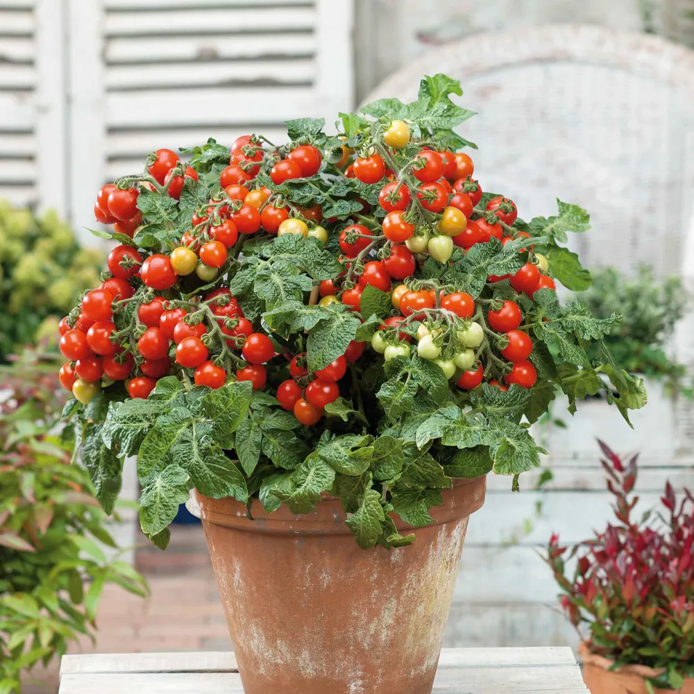 Tiny Tim Tomato Seeds - Dwarf Determinate Heirloom Variety