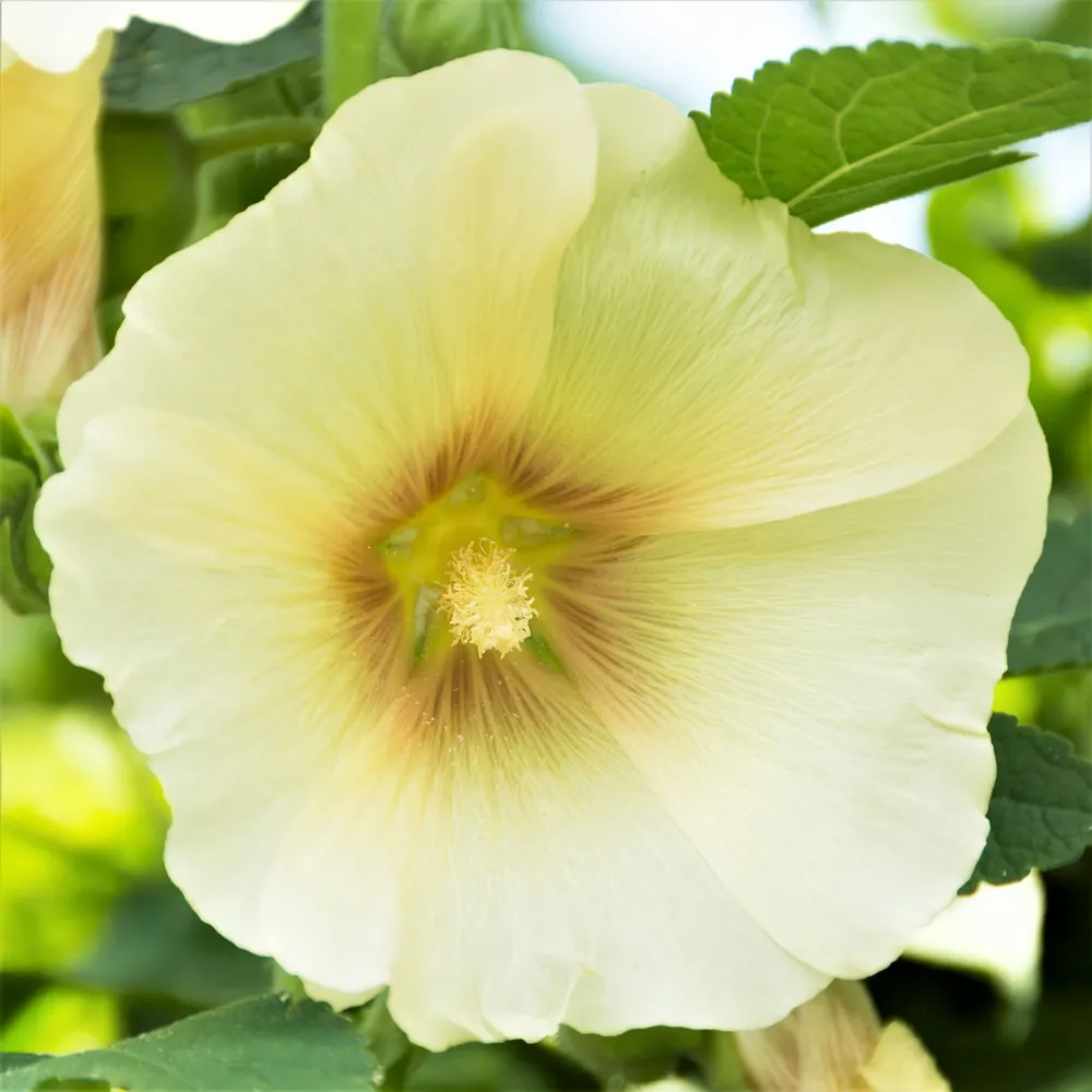 VEGSOW Henry VIII Lemon Hollyhock Seeds - Heirloom Flower Seeds
