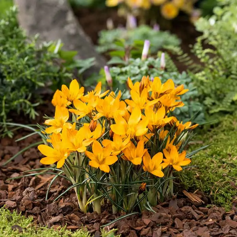 VEGSOW Orange Monarch Crocus Bulbs - Vibrant Spring-Blooming Flower Bulbs