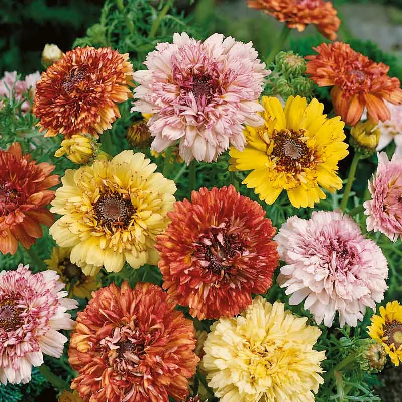 VEGSOW Daisy Seeds (Painted) - Dunnetti Mix