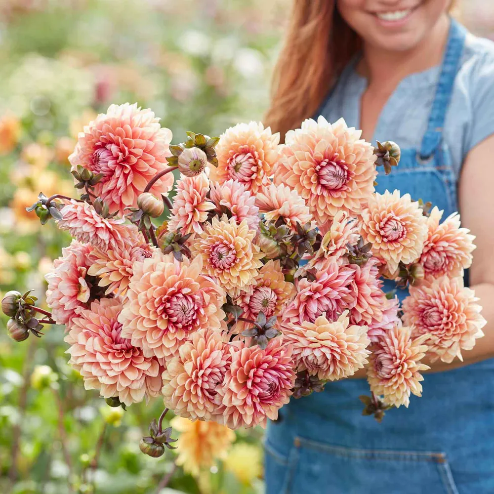 VEGSOW Sweet Sanne Decorative Dahlia Tubers