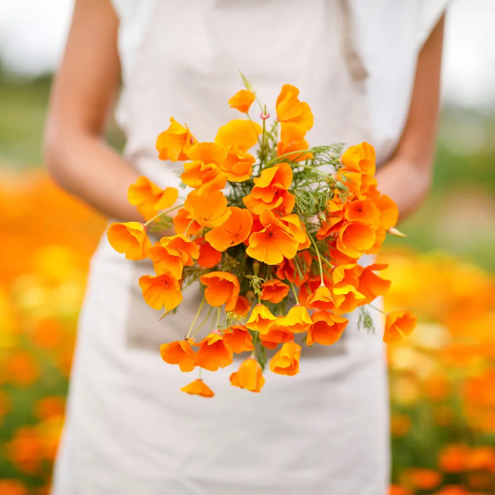VEGSOW California Poppy Seeds - Orange
