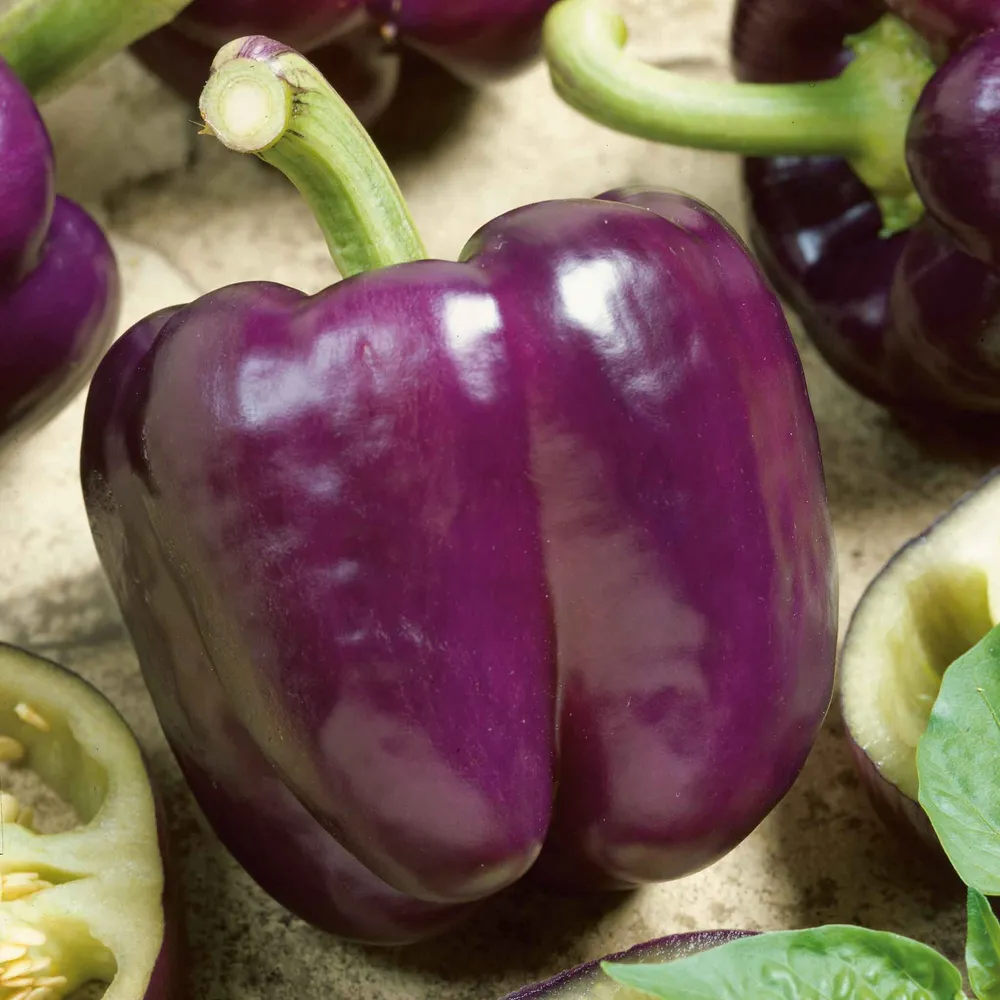 VEGSOW Purple Beauty Sweet Pepper Seeds - Heirloom Vegetable Seeds for Home Garden Planting