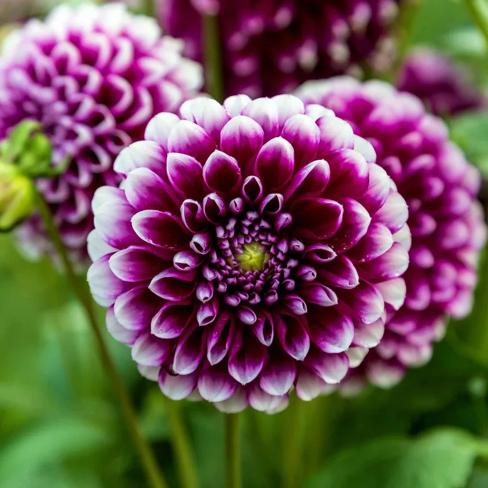 VEGSOW Dinnerplate Dahlia Tubers - Mystery Day