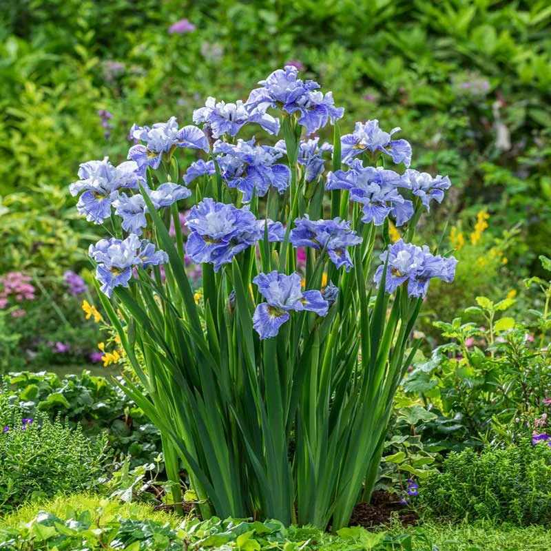 Siberian Iris Roots - Mission Bay Perennial Rhizomes