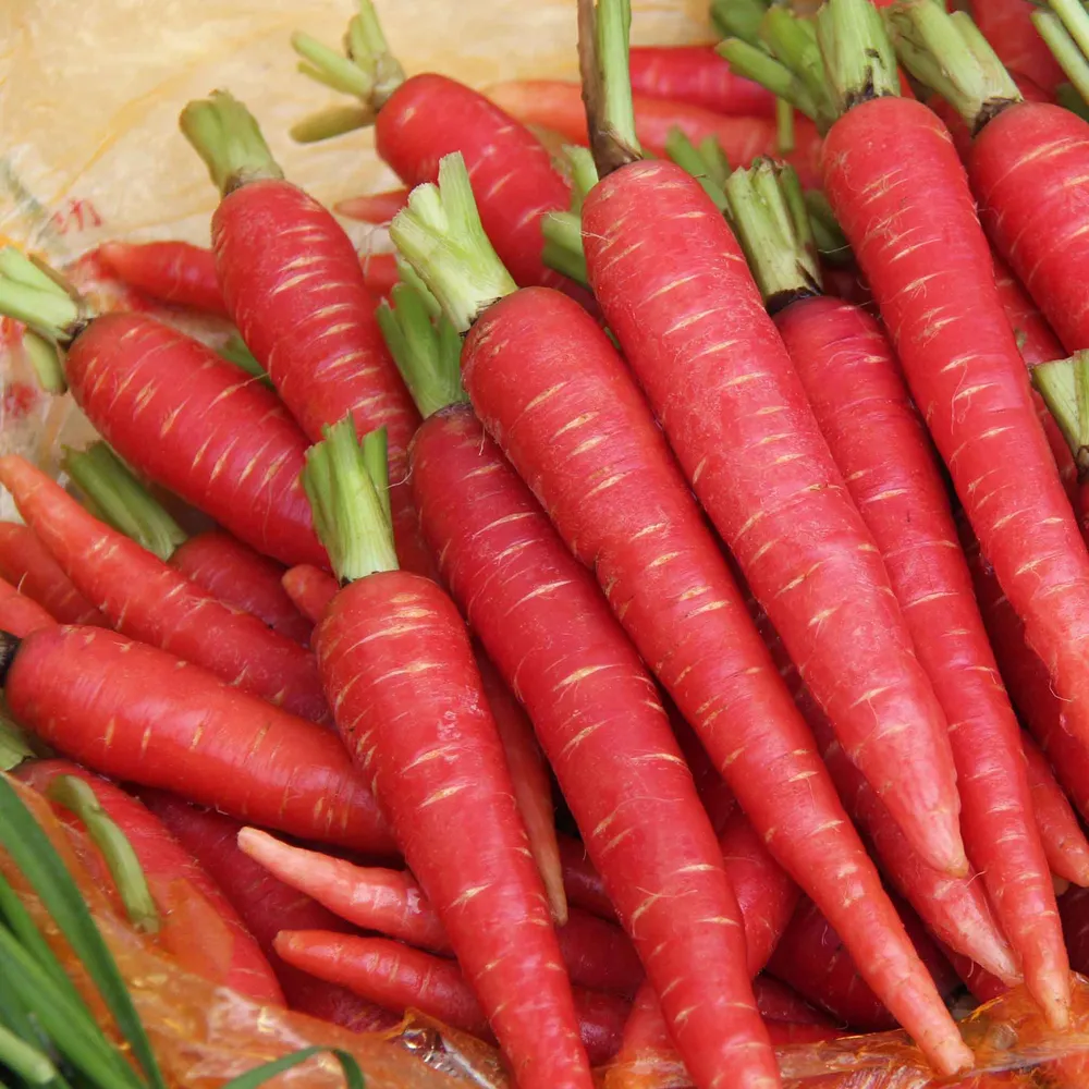 VEGSOW Atomic Red Carrot Seeds - Heirloom Vegetable Seeds for Home Gardening