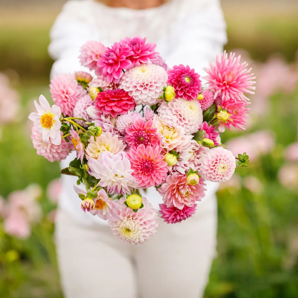 VEGSOW Dahlia Tubers (Ball & Decorative) - Madeline Mix