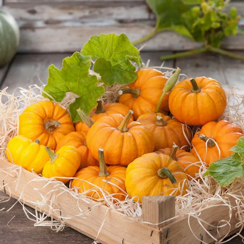 VEGSOW Jack Be Little Pumpkin Seeds - Miniature Heirloom Variety