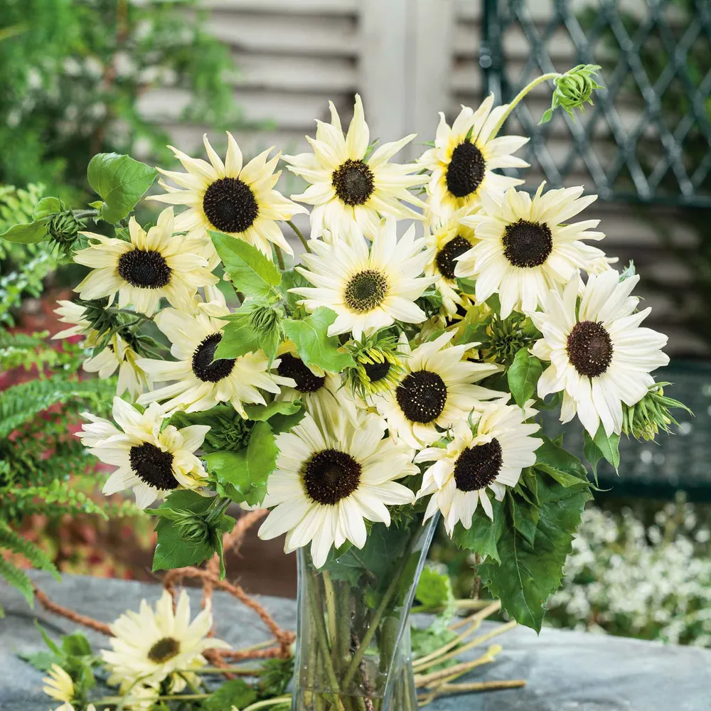 VEGSOW Italian White Sunflower Seeds - Large Raw Seeds for Gardening and Sprouting