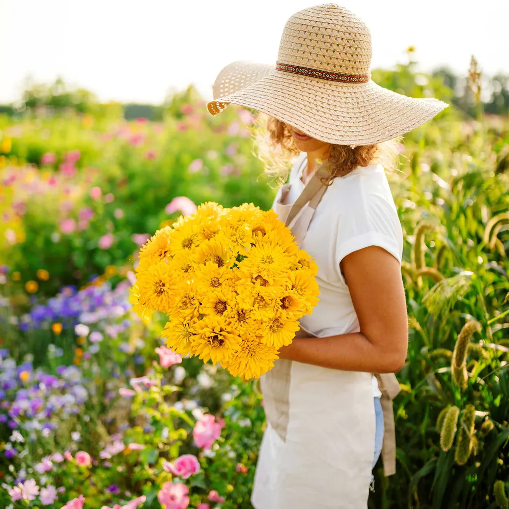 VEGSOW Super Cactus Sungod Zinnia Seeds - Tall Heirloom Flower Seeds