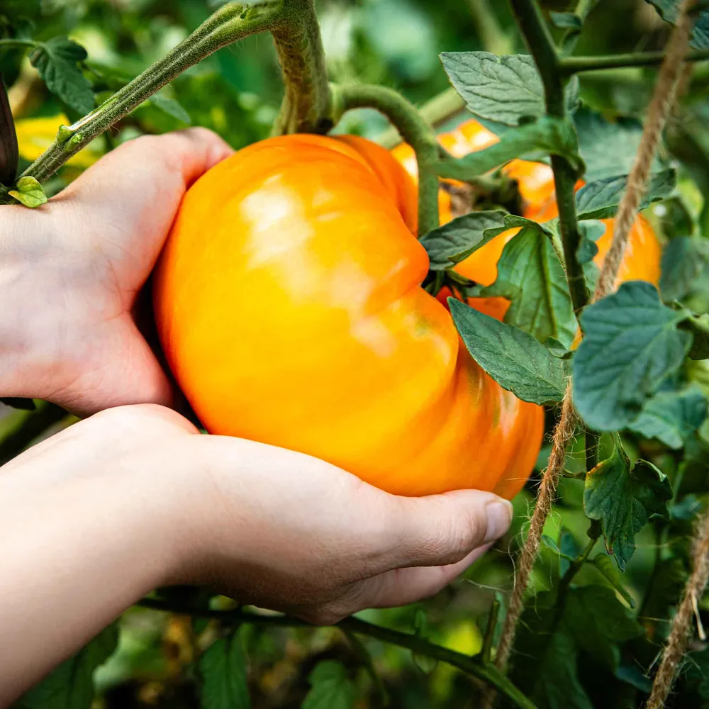 VEGSOW Hillbilly Tomato Seeds - Potato Leaf Heirloom Variety