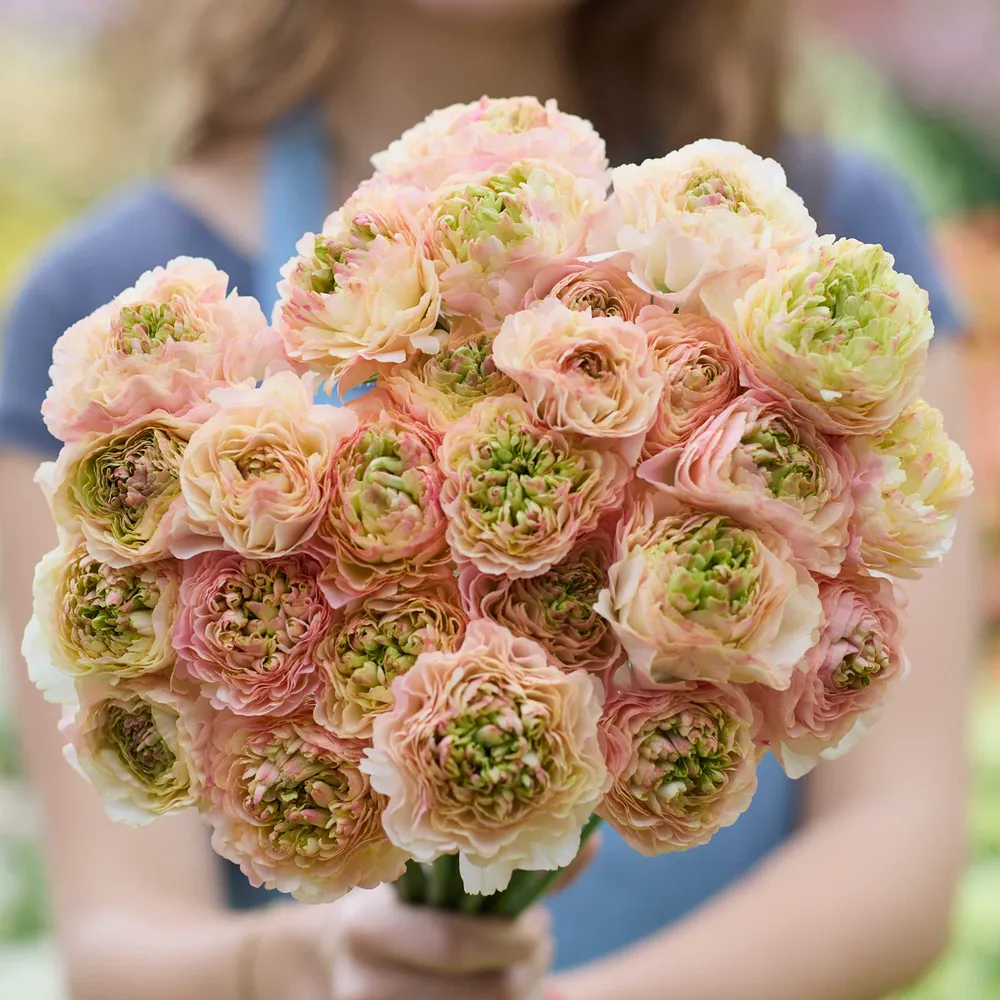 Romance Plage Ranunculus Bulbs - Premium Flower Corms for Garden Planting